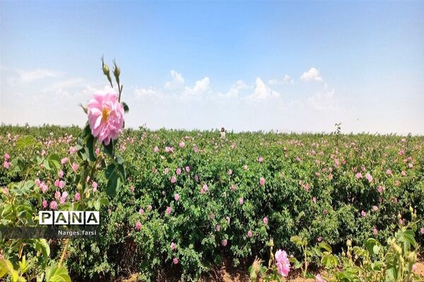 برداشت گل محمدی از مزارع شهرستان جعفرآباد قم