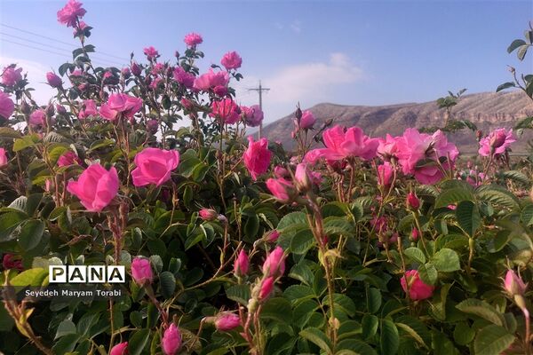 آغاز برداشت گل محمدی از باغات شهر میمند