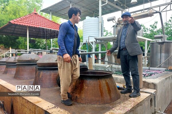 آغاز برداشت گل محمدی از باغات شهر میمند