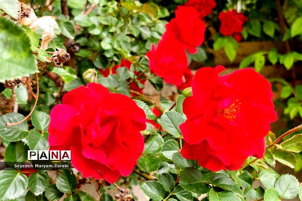آغاز برداشت گل محمدی از باغات شهر میمند