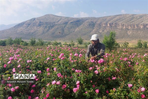 آغاز برداشت گل محمدی از باغات شهر میمند