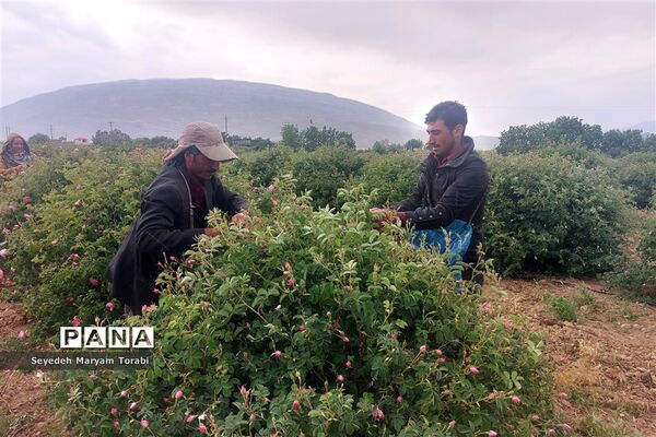 آغاز برداشت گل محمدی از باغات شهر میمند