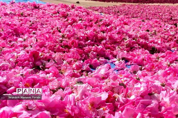 آغاز برداشت گل محمدی از باغات شهر میمند