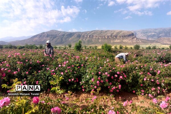 آغاز برداشت گل محمدی از باغات شهر میمند