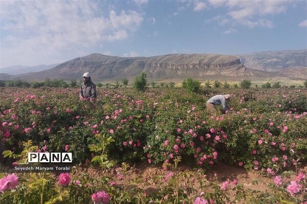 آغاز برداشت گل محمدی از باغات شهر میمند