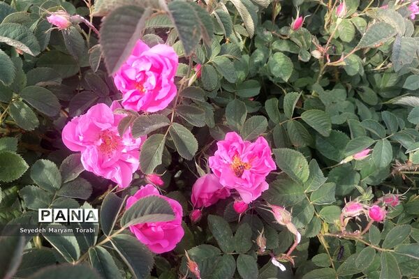 آغاز برداشت گل محمدی از باغات شهر میمند