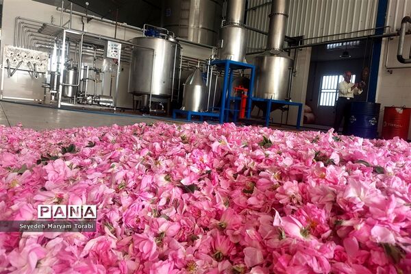 آغاز برداشت گل محمدی از باغات شهر میمند