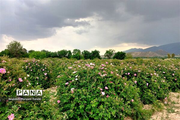 آغاز برداشت گل محمدی از باغات شهر میمند