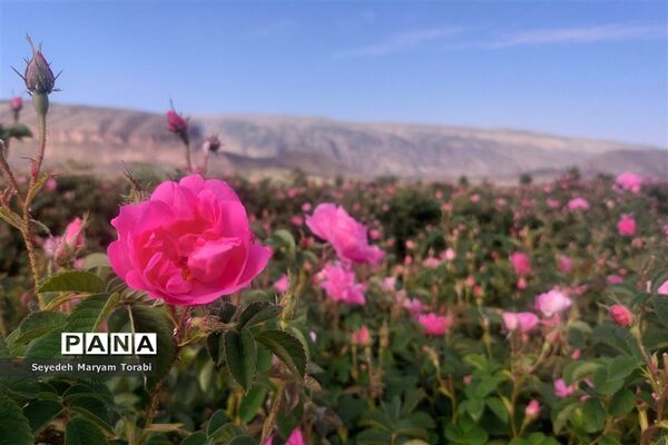 آغاز برداشت گل محمدی از باغات شهر میمند