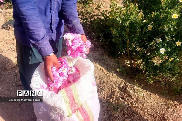 آغاز برداشت گل محمدی از باغات شهر میمند
