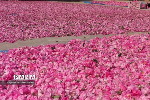آغاز برداشت گل محمدی از باغات شهر میمند