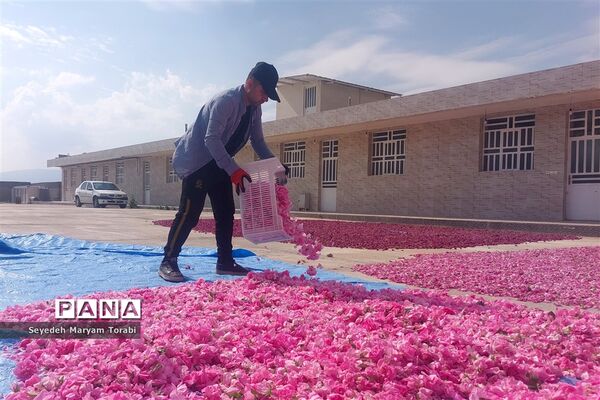 آغاز برداشت گل محمدی از باغات شهر میمند