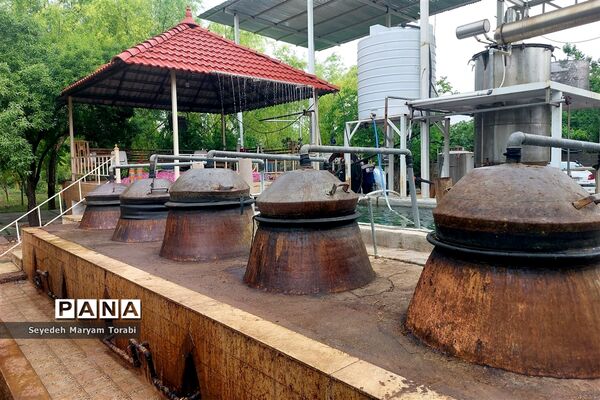 آغاز برداشت گل محمدی از باغات شهر میمند