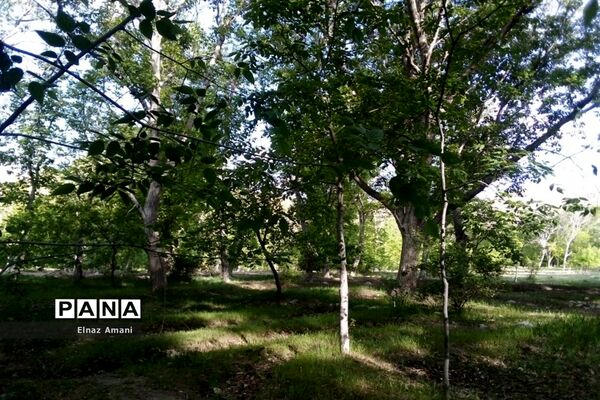 طبیعت امام‌زاده بابا پیر احمد در شهرستان بن