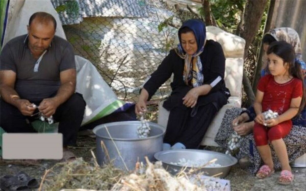 آموزش نوغانداری به دانش‌آموزان طاهرگورابی صومعه‌سرا