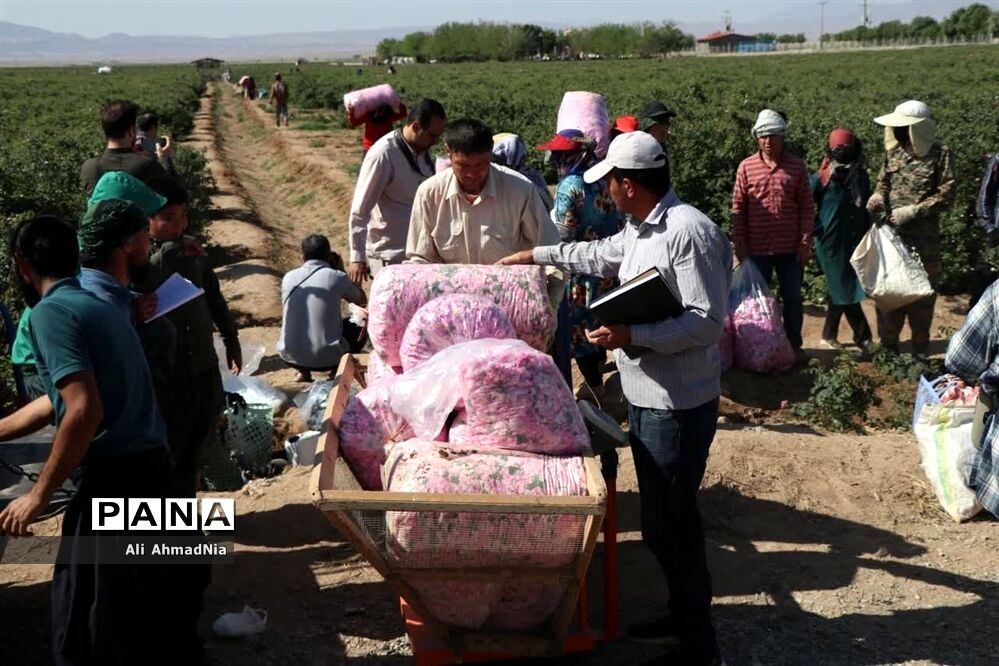 لزوم برندسازی گل محمدی و گلاب ایرانی در جهان