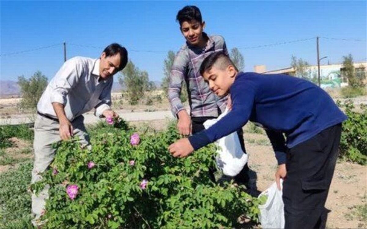 ماجرای دانش‌‎آموز ان مدرسه ای که ۶۰۰ کیلوگرم گل محمدی از حیاط مدرسه برداشت کردند