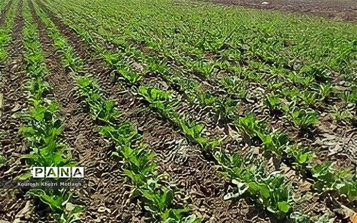 تعادل‌بخشی در الگوی تولید با اعلام قیمت خرید تضمینی چغندرقند