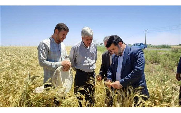 خودکفایی در گندم، تضمین امنیت غذایی کشور است