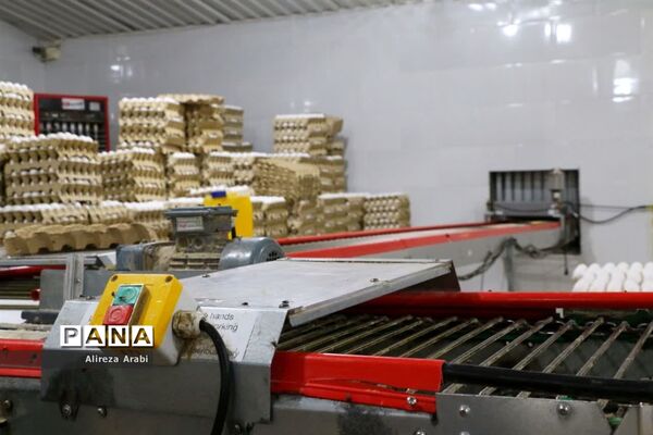 بازدید خبرنگاران از مجموعه مرغ صالحی کاشمر