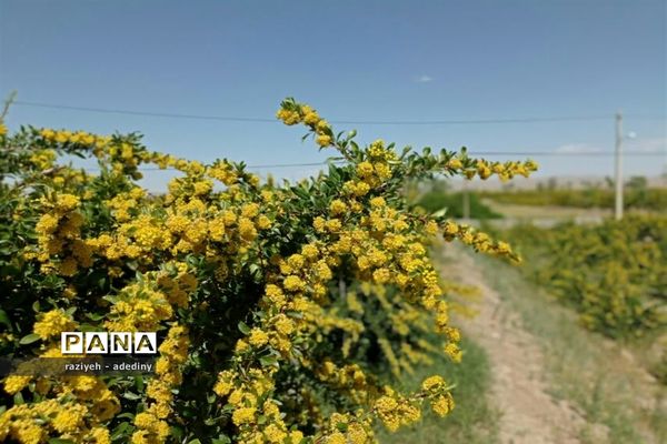 باغ زرشک روستای گسک درمیان