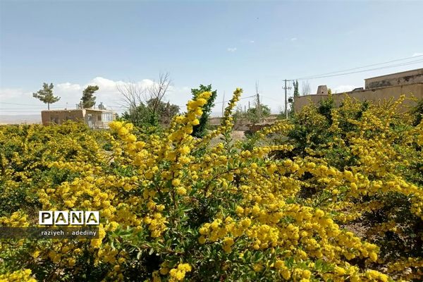 باغ زرشک روستای گسک درمیان