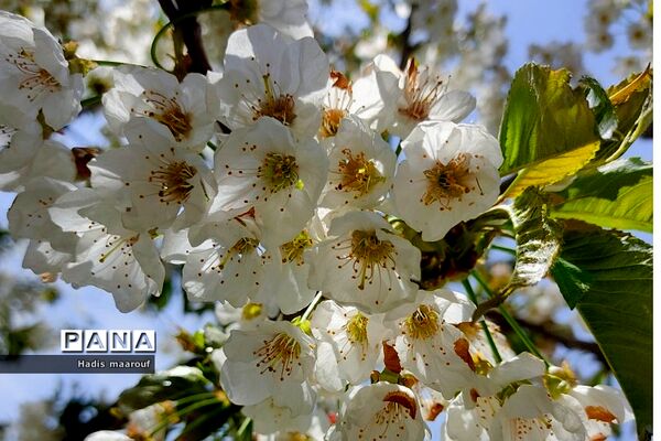 اردوی یک‌روزه طبیعت‌گردی توسط انجمن کوهنوردی بهارستان دو
