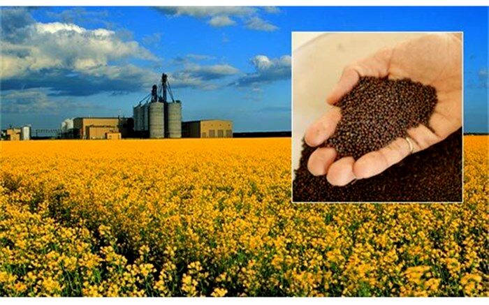 سه چالش پیش روی افزایش تولید دانه روغنی در کشور