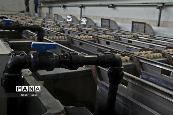 مس سونگون در مسیر آینده‌ای پرنور