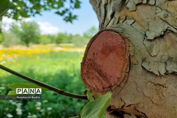 بازدید دانش‌آموزان آموزشگاه فرزانگان اسلامشهر از باغ گیاه‌شناسی ملی ایران