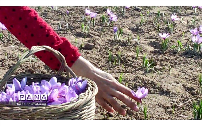 حدود 400 هزار کشاورز تحت پوشش چهارمین کاروان ترویجی قرار گرفتند