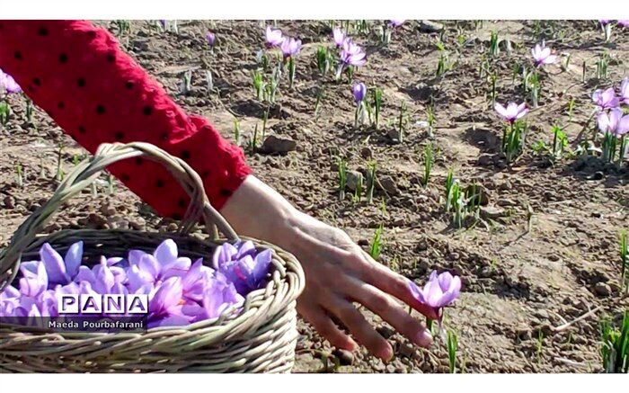 حدود 400 هزار کشاورز تحت پوشش چهارمین کاروان ترویجی قرار گرفتند