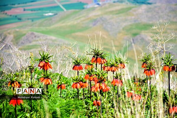 دشت لاله‌های واژگون در اراک