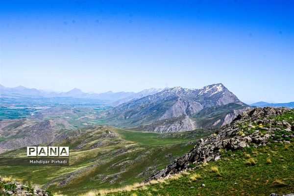 دشت لاله‌های واژگون در اراک