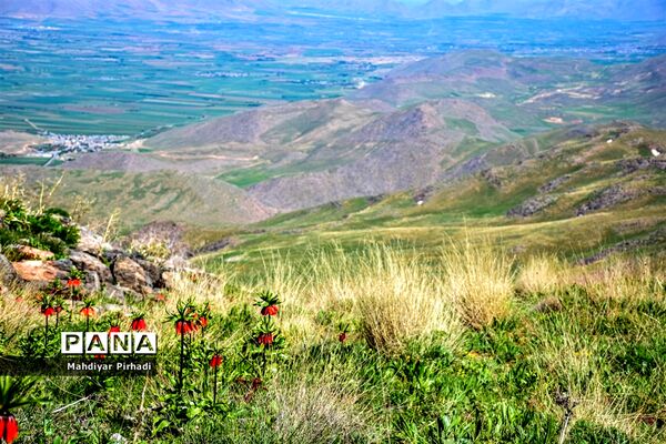 دشت لاله‌های واژگون در اراک