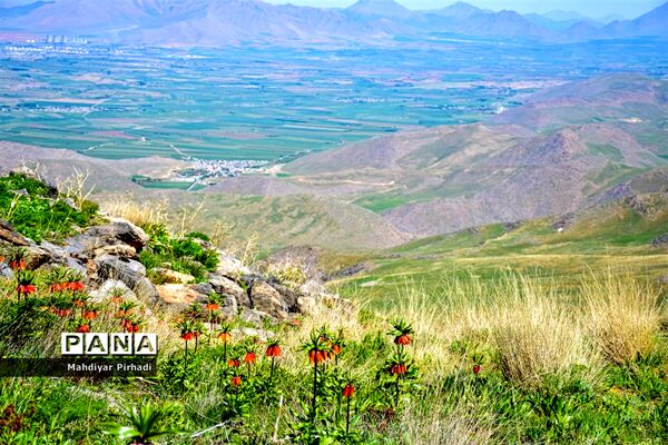 دشت لاله‌های واژگون در اراک