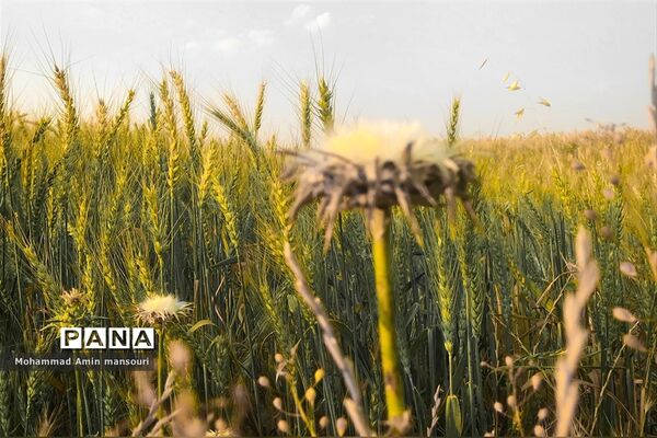 مزارع گندم و جو