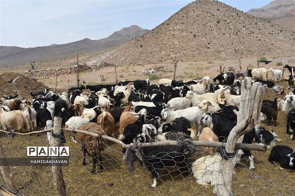 آغاز به‌کار اردوی جهادی‌  واکسیناسیون دامپزشکی در بهاباد