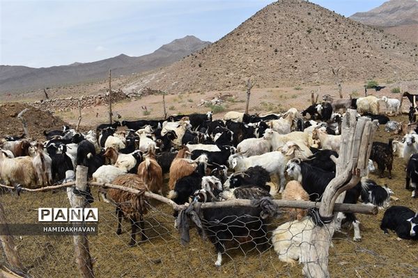 آغاز به‌کار اردوی جهادی‌  واکسیناسیون دامپزشکی در بهاباد