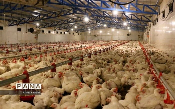 مدیرعامل اتحادیه مرغداران گوشتی تغییر کرد