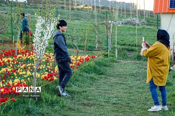 مزرعه لاله در روستای «اسپره خون» تبریز