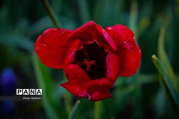 مزرعه لاله در روستای «اسپره خون» تبریز