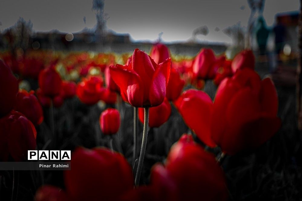 مزرعه لاله در روستای «اسپره خون» تبریز