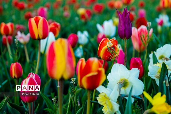 مزرعه لاله در روستای «اسپره خون» تبریز