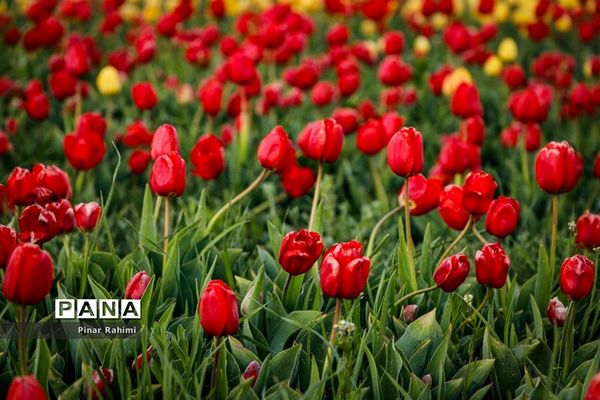 مزرعه لاله در روستای «اسپره خون» تبریز