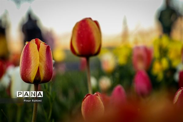 مزرعه لاله در روستای «اسپره خون» تبریز