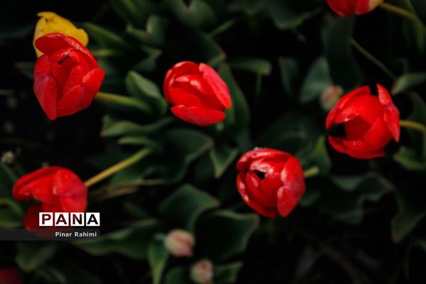 مزرعه لاله در روستای «اسپره خون» تبریز