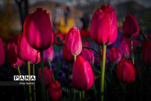 مزرعه لاله در روستای «اسپره خون» تبریز