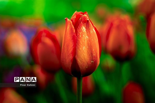 مزرعه لاله در روستای «اسپره خون» تبریز