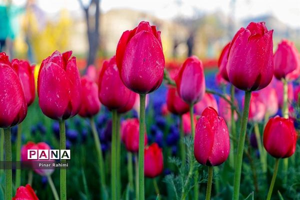 مزرعه لاله در روستای «اسپره خون» تبریز